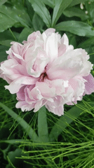 Garden flower survey documents roses, fruits across single location