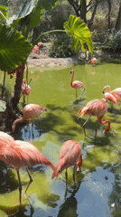 Pink flamingos and flowers observed in Puebla garden setting