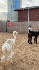 Afternoon at Kazan's Riviera Sky: Ferris wheel, alpacas, and rabbits