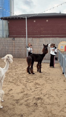 Afternoon at Kazan's Riviera Sky: Ferris wheel, alpacas, and rabbits
