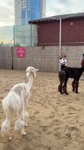 Afternoon at Kazan's Riviera Sky: Ferris wheel, alpacas, and rabbits