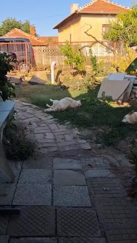 The video captures a backyard scene bathed in sunlight. In the foreground, a paved walkway leads into a grassy area. Several dogs are present. One white dog is lying on its back on the grass, rolling around playfully. To the right, another white dog is lying down, seemingly resting. In the background, there are houses with terracotta roofs and various garden elements, including trees, a fence, and construction materials. The overall atmosphere is relaxed and idyllic.