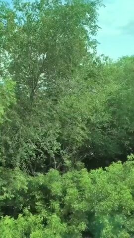 The video displays a natural landscape scene, likely captured from a moving vehicle, possibly a train or car, given the slight motion blur. The foreground is dominated by lush green foliage of trees and bushes, creating a dense canopy that partially obscures the view beyond. As the perspective shifts, a body of water, likely a river or lake, comes into view, stretching across the middle ground. The water appears calm and reflects the sky.

Beyond the water, a distant horizon is visible, with a flat landscape of land meeting the sky. The sky itself is a mix of blue with scattered clouds, suggesting daytime with potentially changing weather. The overall impression is one of a serene and verdant natural environment.

The time of day appears to be daytime, judging by the natural lighting. The weather seems mild, with the sky indicating it could be partly cloudy. The location context of Buzuluk, Russia, places this scene in a region characterized by its natural beauty, possibly with significant waterways. There is no text visible in the media file. No people or specific objects are discernible within the frame, emphasizing the focus on the natural landscape. The overall mood evoked is peaceful and tranquil, highlighting the beauty of the outdoors.