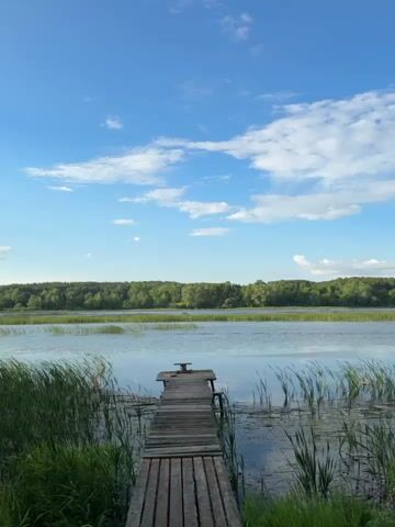 The video displays a weathered wooden pier extending into a tranquil body of water under a bright blue sky dotted with white clouds. Tall green reeds flank the sides of the pier, their leaves gently swaying. The water is calm, with reflections of the sky and surrounding trees visible on its surface. A dense forest forms the backdrop, with lush green trees stretching across the horizon. The pier itself appears old and somewhat dilapidated, with visible planks and a small, worn structure at its end, possibly a mooring post. The overall impression is one of a serene, natural landscape.