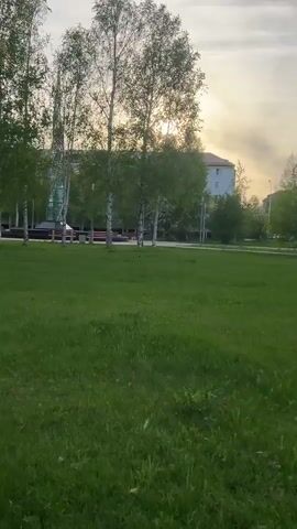 The video shows a grassy area in a park. Three birch trees with white bark are visible in the background, slightly obscuring a red bench and a paved path. A black and white bird is foraging on the grass.