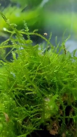A close-up video of an aquarium shows a clump of vibrant green moss with several small creatures. A tiny, translucent snail with a spiral shell is visible on the moss in the upper center of the frame. A small, light blue shrimp is also visible, partially obscured by the moss to the left of the snail. Further down and to the left, another, slightly larger shrimp can be seen. The background is blurred and out of focus, with soft green hues suggesting more aquatic plants or the aquarium's interior. The lighting appears to be natural or from an aquarium light, illuminating the moss and its inhabitants. The camera is positioned very close to the moss, highlighting the intricate textures of the plant and the delicate details of the small organisms.