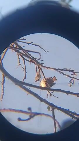 A small bird with brown and tan plumage is perched on a thin tree branch. The bird is looking to the right of the frame and its tail is slightly fanned out. The background is a clear, light blue sky. The image is framed by a black circle, suggesting it was captured through a scope or lens. The video is very short, showing only a brief moment of the bird's stillness.