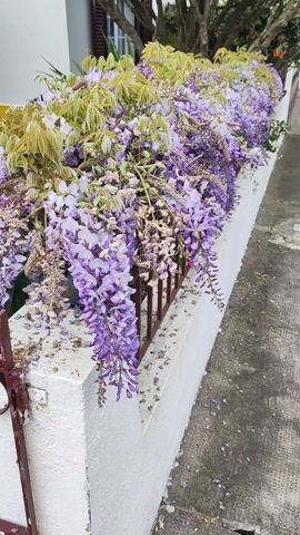 The video shows a close-up of purple wisteria flowers cascading over a brown metal fence attached to a white wall. A bumblebee is visible among the flowers, moving around. Some of the flowers are beginning to wilt. The fence runs along a concrete walkway or sidewalk. In the background, there are trees with light green leaves and a white building. The video is focused on the flowers and the bee.