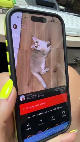Kitten on wooden floor stars in a social media post
