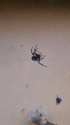 A spider is suspended in the air from a thread. Below the spider, a cluster of small, dark eggs is visible. The background is a neutral, textured surface.