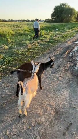 The video shows three goats on a dirt path. One goat is light-colored with black markings, another is dark brown, and the third is light-colored with brown markings. They are all tethered together with ropes. An adult female, wearing a leopard-print hoodie and a floral dress, holds the ropes. To her left, a child in a blue and white checkered outfit is also holding onto one of the ropes. In the background, a man is walking away from the camera across a grassy field under a clear sky. The environment appears to be rural, with a field of tall green grass, some trees, and distant buildings. The lighting suggests it is either sunrise or sunset.
