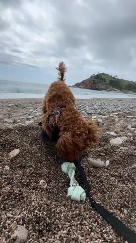 A brown poodle with a leash and a chew toy digs in a pebble beach on a cloudy day. The dog is facing away from the camera with its head down, digging in the pebbles, and its tail wagging in the air. The leash and a white chew toy lay on the ground next to the dog. The beach is composed of small brown pebbles and some larger white rocks. In the background is the ocean with small waves, a sandy beach, and a green hill with a building on top. The sky is overcast with grey clouds.