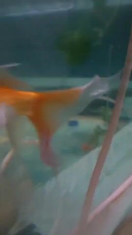A blurry, underwater video captures at least two orange fish swimming in an aquarium. The fish appear to be goldfish due to their color and shape. One fish is in the foreground, and the other is in the background. Other objects visible include faint green plants and what appears to be a blue object. The water is a pale teal color.