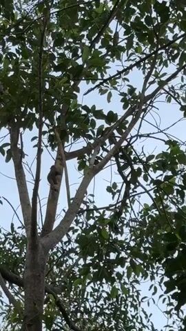 The video shows a monkey climbing up a tree. The camera then pans up to show the blue sky above the tree. Finally, the camera shows a group of black birds perched on the branches of the tree.