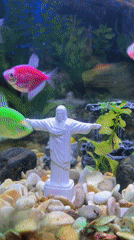Cats and a fish tank in a Kol'tsovo home