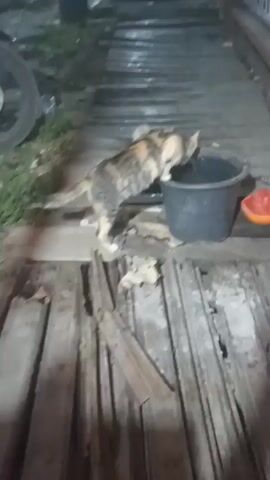A tortoiseshell cat is seen drinking from a large black bucket. The cat is standing on what appears to be a wooden plank surface, with a metal corrugated surface to the right. To the left of the cat, part of a wheel is visible. A red, bowl-shaped object is also present near the bucket. The scene appears to be outdoors, possibly at night or in low light conditions.