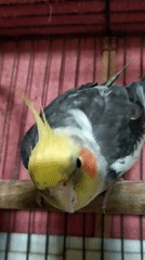 Cockatiel in a pink-barred cage, up close in Bilajari