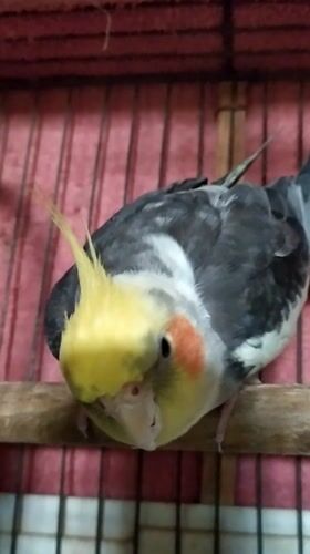 Cockatiel in a pink-barred cage, up close in Bilajari