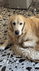Golden retriever enjoys rug time in Tbilisi home