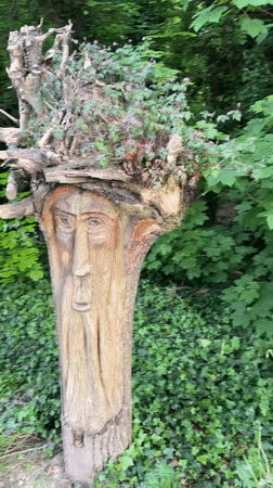 Tree face carving spotted in lush Tallaght setting
