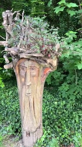Tree face carving spotted in lush Tallaght setting