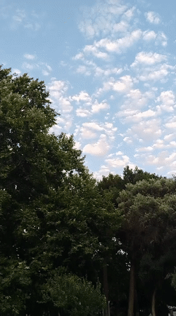 Looking up through a leafy Baku tree on a sunny afternoon