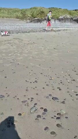 A sunny day at the beach, a woman with blonde hair and a red and black bikini walks her small white and brown dog on a leash along the sandy shore. Further in the background, a person in a red shirt and dark shorts walks away from the camera. The beach is scattered with small rocks and pebbles, with a sandy dune covered in dry grass in the background.