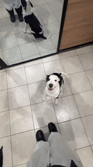 Evening domestic moments with pets captured in Buenos Aires
