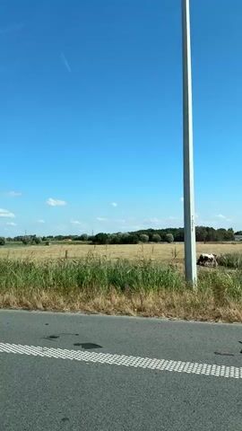 A video pans across a rural landscape under a clear blue sky. In the foreground, a road is visible with a white and grey checkered pattern on its edge. Beyond the road, fields of dry grass and yellowing crops stretch into the distance. A large white wind turbine with red accents on its blades is prominently featured, rotating against the blue sky. Dense green trees and bushes dot the landscape, interspersed with the fields. The camera movement suggests it is being filmed from a moving vehicle.