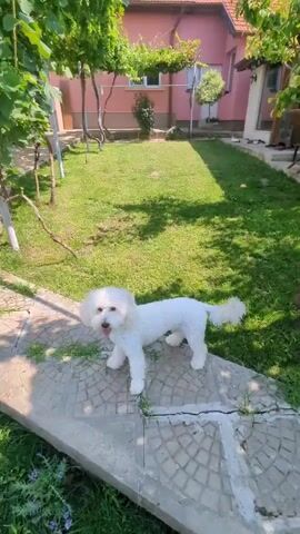 A white bichon frise dog is playing fetch in a grassy backyard on a sunny day. The dog is white and fluffy with a short snout. It is running on a stone path in front of a pink house. The house has a red tile roof and a white door. There are trees and plants in the background, including a grape vine. A small orange ball can be seen in the grass. The dog appears happy and playful.