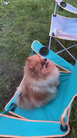 A Pomeranian dog sits in a teal camping chair. The dog is light brown with some white patches. It is looking up and to the right. The chair is positioned on a grassy area next to a body of water. In the background, there is a treeline reflected in the calm water, and the sky is overcast. The camera pans slightly to show a wider view of the lake and surrounding trees. Another camping chair is partially visible in the upper right corner of the frame. The video appears to be taken outdoors, likely in the evening or early morning, given the lighting.