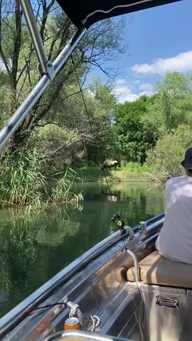 The video depicts a serene boat ride on a calm, green body of water, likely a river or lake, surrounded by lush vegetation. The perspective is from within a metal boat, showing the boat's interior with some visible equipment, including a fishing rod holder. A person wearing a light-colored t-shirt and a dark bucket hat is seated in the boat, facing away from the camera, observing the scene ahead.

The focal point of the scene is a large animal, appearing to be a moose or a similar large ungulate, standing near the water's edge in a wooded area. The animal is facing towards the water and appears to be grazing or drinking. The surrounding environment is densely forested with a variety of trees and undergrowth, suggesting a natural, wild setting. The sky above is blue with a few scattered white clouds, indicating fair weather. The lighting suggests it is daytime, likely mid-morning or afternoon.

The overall mood conveyed by the video is peaceful and observational, capturing a moment of wildlife sighting during a leisurely boat trip. The presence of the animal in its natural habitat, observed from a safe distance by the boat occupants, creates a sense of wonder and connection with nature. There is no visible text in the media. The location context of "Cerovi Pod, Montenegro" further places the scene in a specific geographical area known for its natural beauty and wildlife.