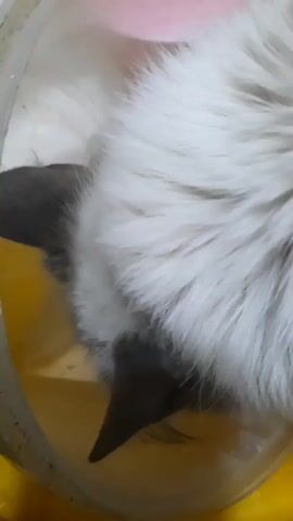 The video shows a close-up of a cat's head inside what appears to be a plastic bowl or container with a yellow interior. The cat has predominantly white, fluffy fur with patches of dark grey or black, particularly around its ears and muzzle.  The top of the container appears to be pink.  The cat is still and quiet.