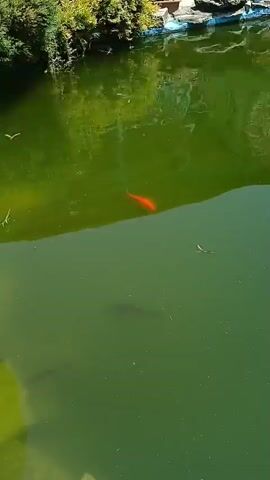 A video shows a body of green water, likely a pond or lake. Two fish are visible: one is a dark silhouette, and the other is a bright orange-red color. The water appears slightly murky, with some debris floating on the surface and visible beneath. The reflection of foliage and a white railing or fence can be seen on the water's surface. The overall scene suggests an outdoor setting, possibly a park or garden.
