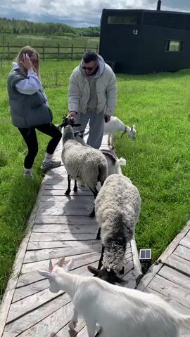 Two people, a woman and a man, are on a wooden boardwalk in a grassy, outdoor area. The woman, wearing a grey vest, black leggings, and white sneakers, is interacting with a white goat. The man, wearing a light-colored puffer jacket, grey pants, and sunglasses, is standing near the woman and petting a sheep. There are at least three other goats and two sheep on the boardwalk with them. In the background, there is a black building with the number 12 visible, a wooden fence, and a field of grass and trees under a cloudy sky. The goats and sheep appear to be approaching the people.