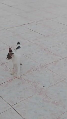 A person's hand reaches out and pets a white cat with black markings on its back and tail. The cat is standing on a tiled surface. Another person, wearing a green and black tie-dye dress, bends down and picks up the cat. The cat is then placed back on the ground, and it walks away, turning its head to look back. The scene appears to be outdoors.