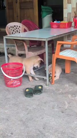 Two light brown puppies are playing under a metal table. One puppy is on the left, reaching out towards the other puppy with its paws. The second puppy is on the right, interacting with a yellow ball. There is a red plastic bucket to the left of the table, and a pair of green sandals are on the ground in front of the table. The scene appears to be outdoors on a concrete surface, possibly a patio or walkway. Plastic chairs are visible around the table.