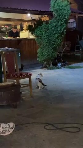 A calico cat sits on a stone patio in front of a wooden structure. A person is visible inside the structure behind a counter. A chair with a red and white patterned cushion is to the left of the cat. A green bush is behind the cat. A lawnmower and a white object, possibly a bucket, are visible in the background. The scene is dimly lit, suggesting it is evening or night. The cat turns its head and then walks towards the chair, disappearing out of frame.