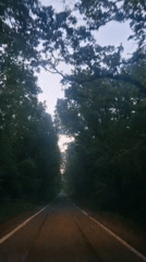 Vehicle travels tree-lined road in Sinemorets at dusk