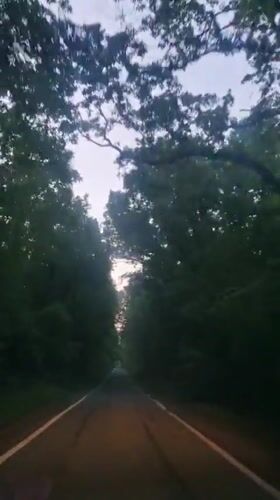 Vehicle travels tree-lined road in Sinemorets at dusk