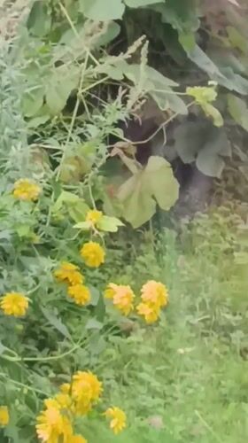 Flowers and fresh plums arranged at home on a summer morning