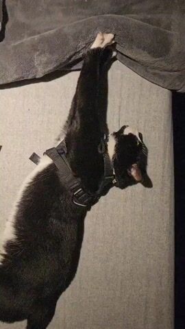A medium-shot features a black and white cat wearing a harness lying on a grey couch with its front paws extended upwards, grasping the edge of a dark grey blanket. The cat is positioned diagonally, with its head near the top right and its body extending towards the bottom left of the frame. The couch has a simple, flat surface, and the blanket appears to be a soft, plush material. The lighting is dim, with shadows indicating a light source positioned to the side. The cat is not actively moving, but its paws are firmly holding onto the blanket's edge. The overall environment suggests an indoor setting.