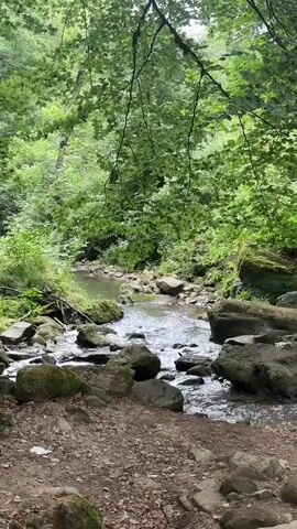 A natural scene of a forest with a stream flowing through it. The stream is shallow with clear water and a rocky bed. Large moss-covered rocks are visible along the banks of the stream. Lush green trees with dense foliage form a canopy overhead, casting shadows on the scene. The ground in the foreground is covered with dirt and small stones. The overall atmosphere is serene and tranquil.