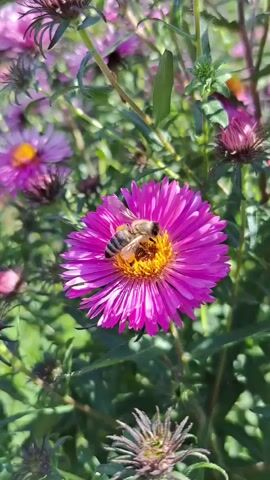A close-up video shows a bee on a purple aster flower. The bee, with its striped body, is positioned in the center of the flower, its head down as if collecting pollen. The flower has bright pink-purple petals radiating outwards from a yellow center. In the background, other aster flowers, some fully bloomed and others still in bud, create a blurred tapestry of purple and green foliage. The scene is bathed in natural sunlight, highlighting the details of the bee and the vibrant colors of the flowers.
