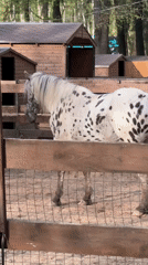 Visitors feed farm animals at petting zoo near Moscow