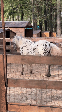 Visitors feed farm animals at petting zoo near Moscow