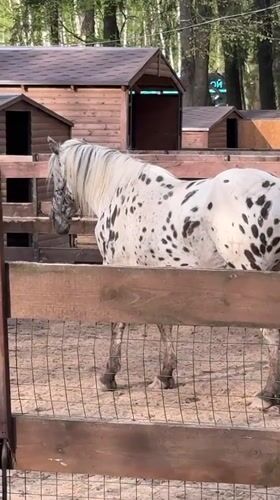 Visitors feed farm animals at petting zoo near Moscow