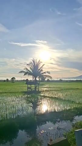 The video captures a serene sunrise over a lush green rice paddy field. The sun, a bright orb, is positioned high in the sky, casting a warm glow. Wispy clouds are scattered across the blue expanse. In the foreground, a solitary coconut tree stands tall, its reflection shimmering in the flooded field below. Beneath the tree, a small, rustic shelter with a thatched roof provides a point of interest. The water in the rice paddy mirrors the sky and the surrounding landscape, creating a sense of depth and tranquility. In the distance, a mountain range is faintly visible, shrouded in a gentle mist. The overall impression is one of peaceful, natural beauty.