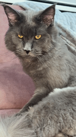 Cats captured lounging on colorful furniture in Turkish home