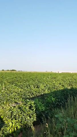 The video shows a wide shot of a field of green pepper plants under a clear blue sky. The plants are lush and full, with some peppers visible among the leaves. A drip irrigation system is installed throughout the field. In the distance, a person can be seen standing on the edge of the field. The sun is shining brightly, casting shadows on the plants. The overall impression is one of a bountiful harvest.